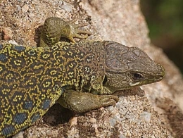 reptiles,sauriens,lacertidés,lézard ocellé