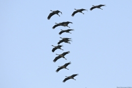 dominique delfino,photographe naturaliste et animalier,grue cendrée