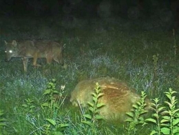 loup,jura,prédateurs