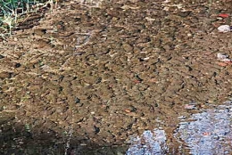 poissons,maladies,pathologie des poissons,doubs,loue,dessoubre,saprolegnia,état sanitaire,faune halieutique,doubs-franco-suisse,montbéliard