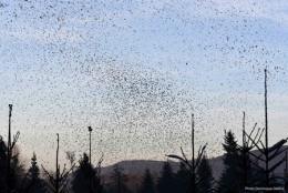 dominique delfino,photographe naturaliste et animalier,pinson du nord,ornithologie,courtavon,vendlincourt