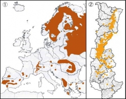 lynx,jura,franche-comté,raydelet,biodiversité,prédateurs,loup-cervier,felis lynx