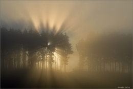 dominique delfino,photographe naturaliste et animalier,brouillard hivernal,plateau d'Écot,pays de montbéliard,