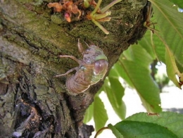 insectes,homoptères,cigale,cicadidés,cicadidae