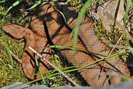 vipère aspic,vipera aspis,ophidiens de france,serpents,serpents venimeux