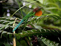 Anolis_marmoratus2_Robert Hoogveld-1.jpg