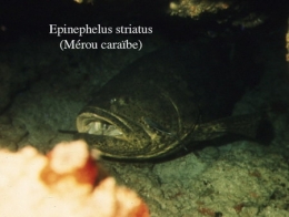 167Epinephelus striatus2-1.jpg