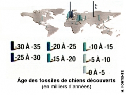 loup,chien,prédateurs,carnivores,mammifères,canidés