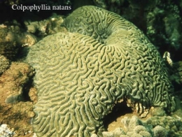 060Colpophyllia natans2-1.jpg