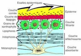 iguane_peau1-1.jpg