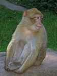 Macaque de Barbarie_13_logo.jpg