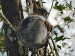 Lepilemur ruficaudatus-1_logo.jpg