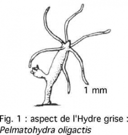 Cnidaires_Fig11.jpg