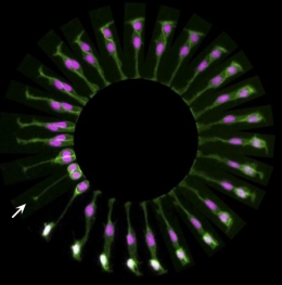 cellules souches,cellules souches adultes induites,cellules souches embryonnaires,ectoderme,endoderme,mésoderme,œuf,cellules germinales,gonocytes,cellule totipotente,cellule souche embryonnaire,cellule souche adulte,cellule souche multipotente,pluripotent stem cells,pst,cellules souches pluripotentes induites,ipsc,hesc