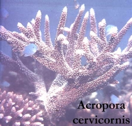 33Acropora cervicornis1-1.jpg