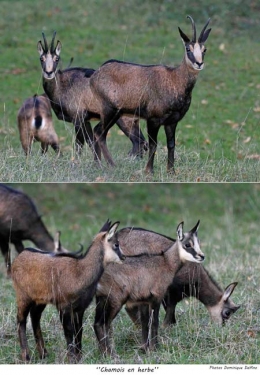 Chamois-Delfion-450.jpg