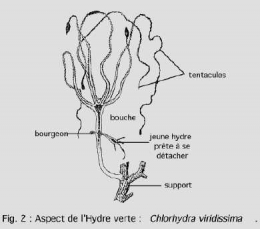 Cnidairesfig21.jpg