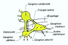 escargot-Systeme_nerveux_2_1.jpg