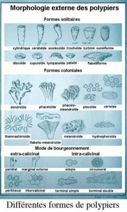 01Polypiers_différents types-1.jpg