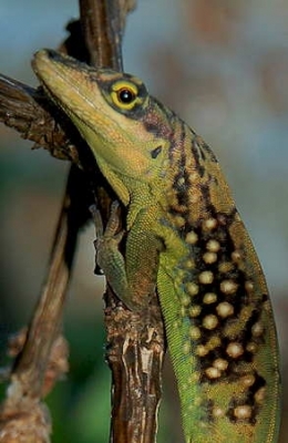 Anolis roquet_Martinique-1.jpg