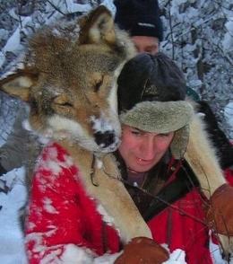 loup, suède,extinction d'espèces,prédation humaine,prédation,prédateurs, grands canidés,