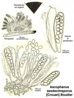 Champignons_coprophiles_026-11.jpg