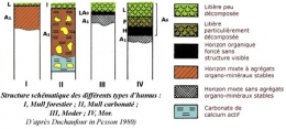 Schéma-des-différents-types-d'humus-450.jpg