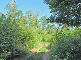 Forêt de Thise_05-parcelle 18-groupe de régénération.JPG