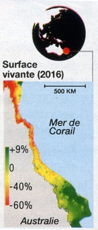 coraux,antilles,cnidaires,anthozoaires,scléractiniaires,madrépores,récif corallien,caraïbe