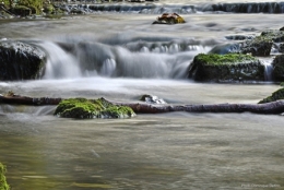 dominique delfino,photographe naturaliste et animalier,pays de montbéliard,la creuse,le gland,la doue,karst