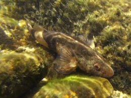 poissons,rivière,pêche,doubs,rhône,loue,durance,ardèche,drôme