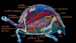 tortue_anatomie-1.jpg