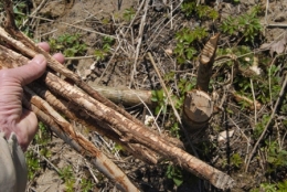 castor fiber,castor canadensis,bièvre,pascal juif