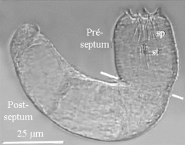 nematomorpha,gordiidae,parasites manipulateurs