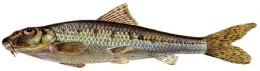 goujon002-1.jpg