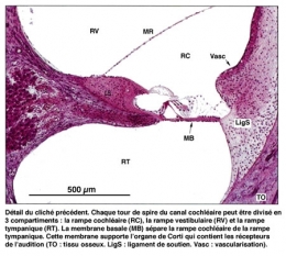 Figure10-Détail-de-l'oreille-interne-450.jpg