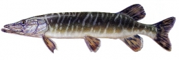 Brochet001-1.jpg