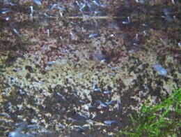 poissons,rivière,pêche,doubs,rhône,loue,durance,ardèche,drôme