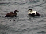 Eider_couple_logo.jpg