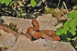 vipère aspic,vipera aspis,ophidiens de france,serpents,serpents venimeux