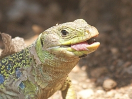 reptiles,sauriens,lacertidés,lézard ocellé