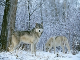 loup,retour du loup,inra