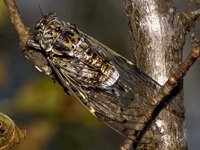 insectes,homoptères,cigale,cicadidés,cicadidae