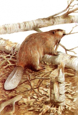 castor fiber,castor canadensis,bièvre