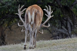 brame du cerf,dominique delfino,photographe naturaliste et animalier