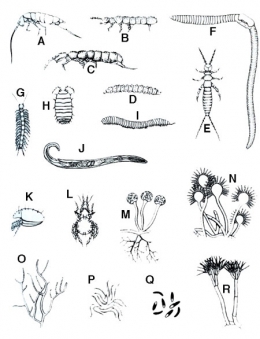 Saprophages-et-décomposeurs-de-la-litière-450.jpg