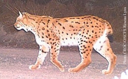 Lynx-des-Vosges.jpg