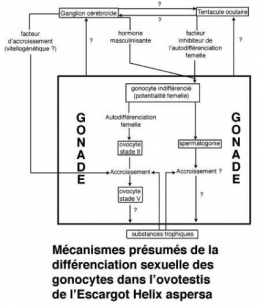 Fig_P_mécanismes_différenciation1.jpg