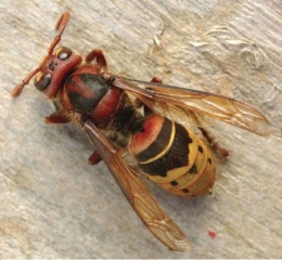 espèces invasives,frelon asiatique,abeilles,piègeage