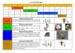 espèces invasives,frelon asiatique,abeilles,piègeage